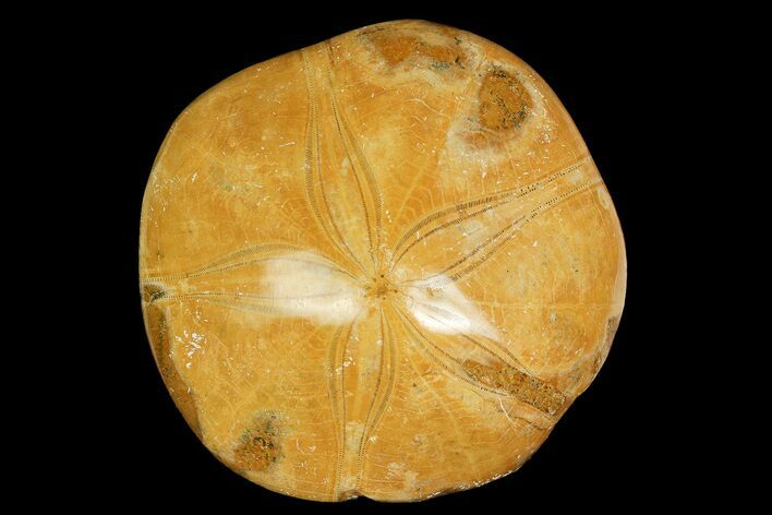 Polished Fossil Sand Dollar (Mepygurus) - Jurassic #176565